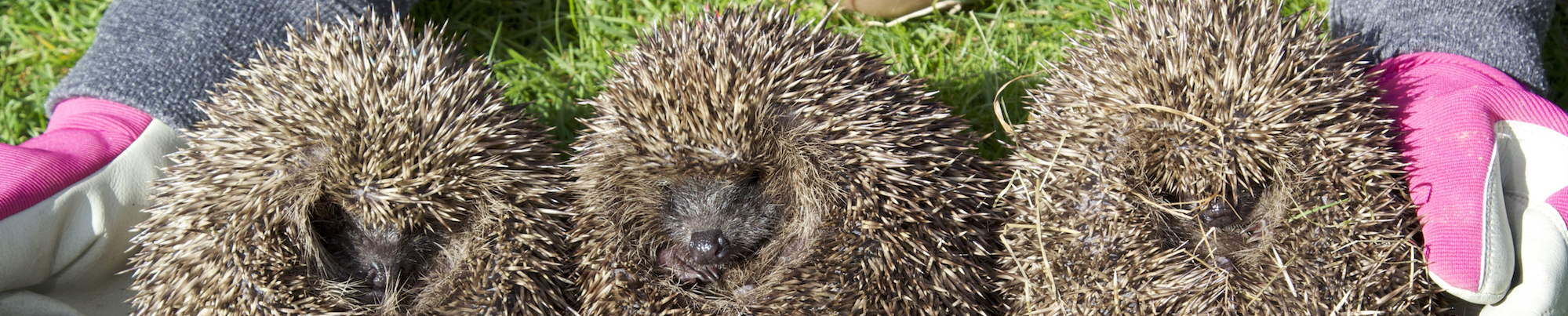 Hedgehog Friendly Town